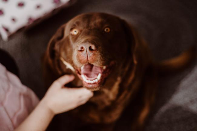 20180720-DSC_9700 Brown dog during lifestyle newborn photography Perth session