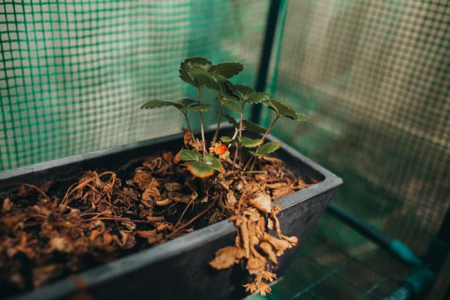 20190302-DSC_9576 Strawberry plant with Perth family photographer