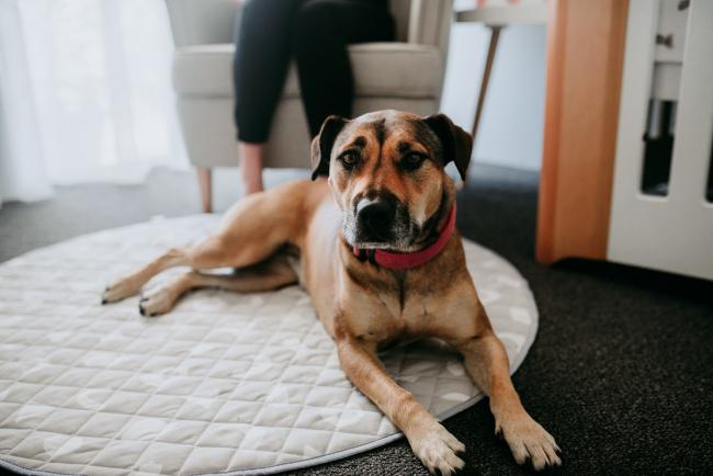 Newborn-Photographer-Perth-10-of-37 Dog laying on the floor of a nursery during a Perth newborn lifestyle session