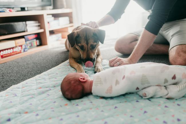 Newborn-Photographer-Perth-27-of-37 Dog looking at a newborn baby and licking its mouth during a Perth newborn lifestyle session